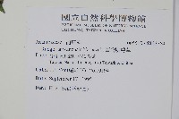 臺灣明萼草藏品圖，第2張