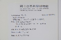 塊莖蘆莉草、紫莉花、藍蘆莉、球根蘆莉藏品圖，第2張