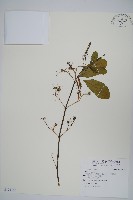 塊莖蘆莉草、紫莉花、藍蘆莉、球根蘆莉藏品圖，第1張