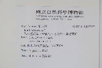 塊莖蘆莉草、紫莉花、藍蘆莉、球根蘆莉藏品圖，第2張