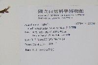 大花蘆莉藏品圖，第2張