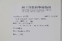 長花九頭獅子草、山藍藏品圖，第2張