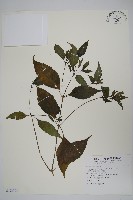 長花九頭獅子草、山藍藏品圖，第1張