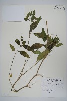 長花九頭獅子草、山藍藏品圖，第1張