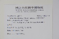 九頭獅子草藏品圖，第2張