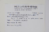 九頭獅子草藏品圖，第2張