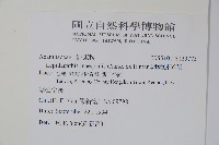 卵葉鱗球花藏品圖，第2張