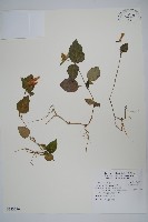 卵葉鱗球花藏品圖，第1張