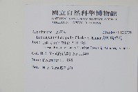 卵葉鱗球花藏品圖，第2張