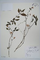 腺萼馬藍藏品圖，第1張