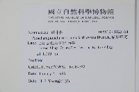 腺萼馬藍藏品圖，第2張