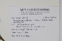 曲莖馬藍藏品圖，第2張