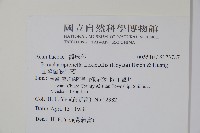 曲莖馬藍藏品圖，第2張