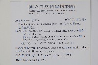 曲莖馬藍藏品圖，第2張