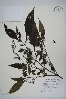 曲莖馬藍藏品圖，第1張