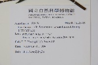 曲莖馬藍藏品圖，第2張