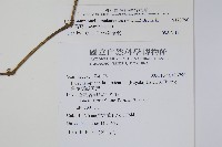 曲莖馬藍藏品圖，第2張