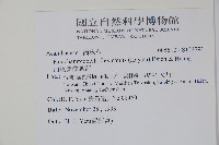 曲莖馬藍藏品圖，第2張