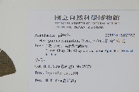 恆春半插花藏品圖，第2張