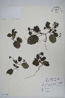恆春半插花藏品圖，第1張
