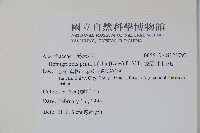 恆春半插花藏品圖，第2張