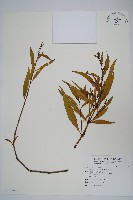 小駁骨丹、尖尾鳳藏品圖，第1張