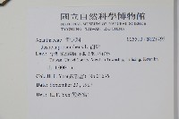 爵床藏品圖，第2張