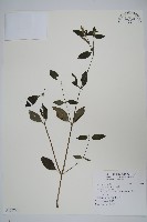 爵床藏品圖，第1張