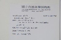 爵床藏品圖，第2張