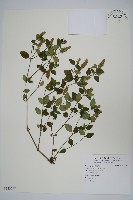 爵床藏品圖，第1張