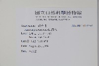 爵床藏品圖，第2張