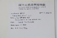 爵床藏品圖，第2張