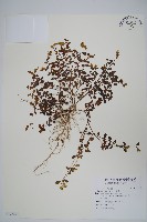 爵床藏品圖，第1張