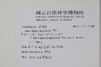 爵床藏品圖，第2張