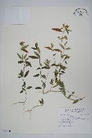 爵床藏品圖，第1張