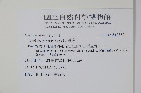 爵床藏品圖，第2張