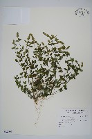 爵床藏品圖，第1張