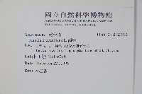 爵床藏品圖，第2張