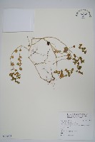 爵床藏品圖，第1張