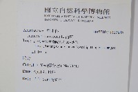 爵床藏品圖，第2張