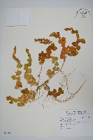 爵床藏品圖，第1張