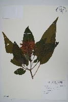 串心花藏品圖，第1張