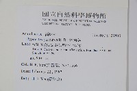 六角英, 槍刀菜藏品圖，第2張