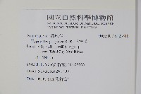 六角英, 槍刀菜藏品圖，第2張