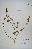 六角英, 槍刀菜藏品圖，第1張