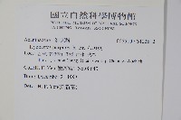 六角英, 槍刀菜藏品圖，第2張