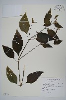 六角英, 槍刀菜藏品圖，第1張