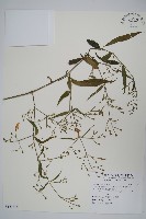 槍刀菜藏品圖，第1張