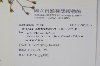 槍刀菜藏品圖，第2張