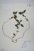 蘆利草藏品圖，第1張